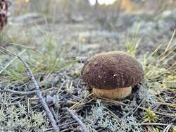 20250911_165214.thumb.jpg.50ed1f3c17301ceb26a53a318307fe22.jpg