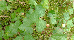 2026-06-22_005618.png