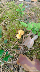 2026-06-22_005652.png