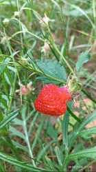 2026-06-29_214219.png
