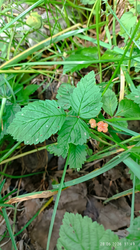2026-06-29_214329.png