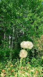 2026-06-29_214401.png