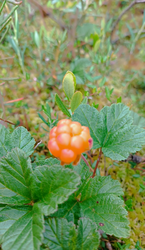 2026-06-29_214429.png