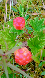 2026-06-29_214534.png