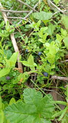 2026-06-29_214549.png