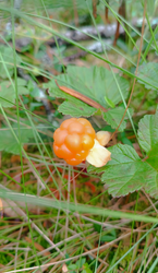 2026-06-29_214600.png