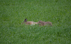 20260526-MRK35155_DxO.thumb.jpg.154d3cc52428aeac2fcd0ffc85322971.jpg