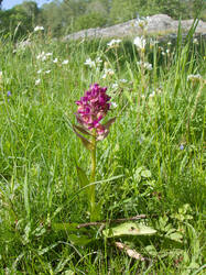20260526-TAGE0337_DxO.thumb.jpg.46cd9b1f97b1803a9b8b337f713bce0b.jpg