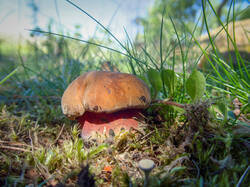 20260612-TAGE1096_DxO.thumb.jpg.359080721cd72bc44646945f9215fde2.jpg