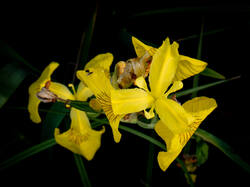 20260612-TAGE1239.thumb.jpg.f4d140066cfa86004b3c6cc502c399db.jpg