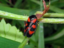 2034936963_Cercopisvulnerata.thumb.JPG.c58aefc1b029e23d6ad4b3200f3a0961.JPG