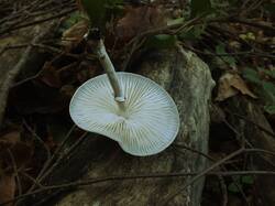 2065486999_Oudemansiella_mucida_OK_20210518(2).thumb.JPG.7718c3d330db2119c06daa88795e3700.JPG
