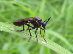 2078786907_Dioctriaatricapilla.thumb.JPG.a8a2340bcc144797bb092d91a07e31fc.JPG