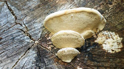 2088741073__Trametesgibbosa_sp.thumb.JPG.0ccc07bd29d5e0700532c68d940be2dd.JPG
