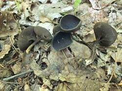 2107629596_Helvella_corium_OK_20210508(2).thumb.JPG.20df7aa3c2bd44ee3a8eef8cbe57e220.JPG