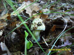 2139235255_1.thumb.JPG.826ba8f5d6b934014fc41806f3692b33.JPG