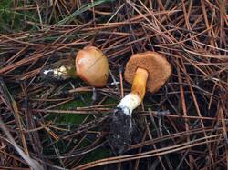 2143914950_Chalciporus_piperatus_OK_20231118.thumb.JPG.a26212fb03b564b25152e629c12dc2b4.JPG