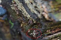 256510927_26-06-21-(2).thumb.JPG.6f49e53f65f0f264ca2e5c02903a817e.JPG