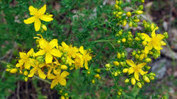 27263888___Hypericum_perforatum.thumb.JPG.9e16c4d5df9c3cb4fe8bc5ce2aeee730.JPG