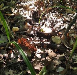 IMG_20260607_074023 - 1K JPEG.jpg