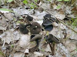 351317715_Helvella_corium_OK_20190511(1).thumb.jpg.d371f4238fbb4f7eaa712a0ea99a0fa8.jpg