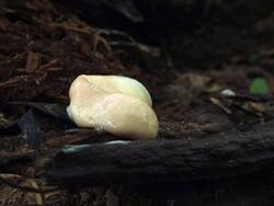 358662028_Enteridium_lycoperdon_OK_20230920(2).thumb.JPG.a907befc10aabcfb2f71e111b04807e8.JPG