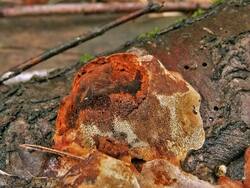 394832077_Phellinusviticola(4).thumb.JPG.3f7acc9047c436a098c0c1ea851d2bf5.JPG