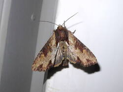 406396857_Apameacrenata.thumb.JPG.389f6d037bec5546eb882ab842bee29d.JPG