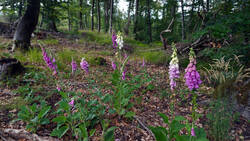 436355737___Digitalis_purpurea__2026_0603.thumb.JPG.769943a101f387dbcecbb285a719c8a4.JPG