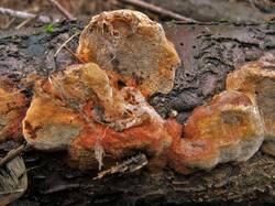 442475195_Phellinusviticola(1).thumb.JPG.95aaa3717c80e46242ca3c4cfa60d622.JPG