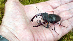 461119798_Hirschkfer_Lucanus_cervus_AWP_202605_30.thumb.JPG.3b92d50c69c3d2c6f87d7b14232392a1.JPG