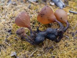 465556949_Dumontinia_tuberosa_MS_20230427_03.thumb.jpg.55396536d458cf186e8009e4bf7b09e9.jpg