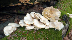 474752512_Pleurotus_pulmonarius__2026_0603.thumb.JPG.d86c3a708cc71ecf80893957dcfc1e04.JPG