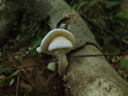 524878645_Oudemansiella_mucida_OK_20210518(7).thumb.JPG.99f1d1eaa09e7fa870ddca9e5c8707f7.JPG