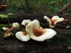 526648359_Polyporusbadius(5).thumb.JPG.6a84d7482f3cd77a25f84ce0613a1d42.JPG