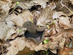529847600_Helvella_corium_OK_20190511(3).thumb.jpg.6099e2df54a91e1c0511aed646638681.jpg