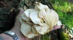 544689677_Pleurotus_pulmonarius__202606_03.thumb.JPG.bb4301524ab18f1331aaea85d2e1a72d.JPG
