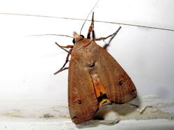 565870969_Noctuapronuba.thumb.JPG.1f1392a1e7e89ca6e87a0e0c8ad881ab.JPG