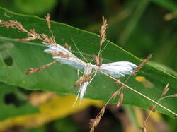 576850361_Pterophoruspentadactyla.thumb.JPG.67ca57158867cd40c3e1bf7814820545.JPG