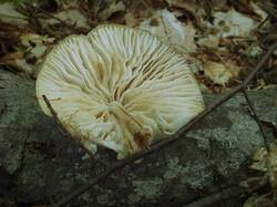 598117699_Oudemansiella_mucida_OK_20210518(6).thumb.JPG.27b8c6e8f3627dd8f693347d1560154d.JPG