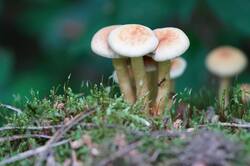 668150440_26-06-03-_(8).thumb.JPG.866ddbeea57cdab66f29ce1ca2d20332.JPG