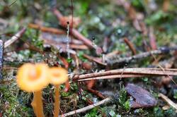 67473203_26-06-17-.thumb.JPG.5b3ad7733128a55f0bc48438ba921176.JPG