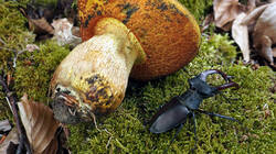 679748790_Hirschkfer_Lucanus_cervus_AWP_2026_05_30.thumb.JPG.05b735d8cd4c89d0a5b4c7f1acf3f16e.JPG