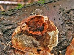 683638256_Phellinusviticola(3).thumb.JPG.bc34b733dc3433a61f11d03e876f9b16.JPG