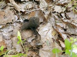 717541802_Helvella_corium_OK_20190511(2).thumb.jpg.de0f1eb0c12b1f2c2820338143d60389.jpg
