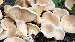 720706845___Panus_rudis_Panus_neostrigosus_.thumb.jpg.5732734b6339e5086aff02c344b9dcc7.jpg
