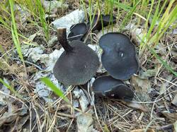 813594462_Helvella_corium_OK_20210508(1).thumb.JPG.f0f7cb1b72eb551fb93d10ac56efb231.JPG
