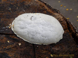 Reticularia_lycoperdon_AYV_20241004_01 .jpg