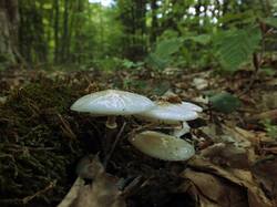 84519954_Oudemansiella_mucida_OK_20210518(4).thumb.JPG.f5e305c823ff617651ff1c0b04d38afe.JPG