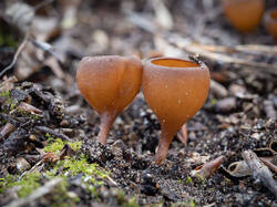 859296048_Dumontinia_tuberosa_MS_20230427_04.thumb.jpg.f5ed3f23dad611291b3b05034830f174.jpg